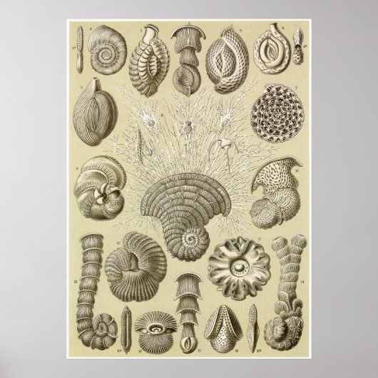 Poster Ernst Haeckel Art Imprimer : Thalamophora (Devant)