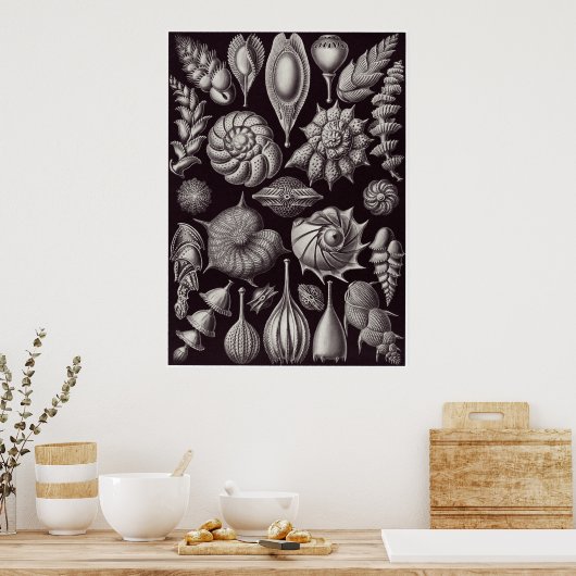 Poster Ernst Haeckel Art Imprimer : Thalamophora (Cuisine)