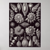 Poster Ernst Haeckel Art Imprimer : Thalamophora (Devant)