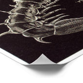 Poster Ernst Haeckel Art Imprimer : Thoracostraca (Coin)