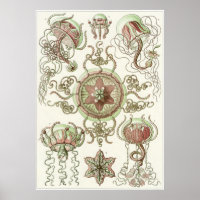 Ernst Haeckel Art Imprimer : Trachomedusae