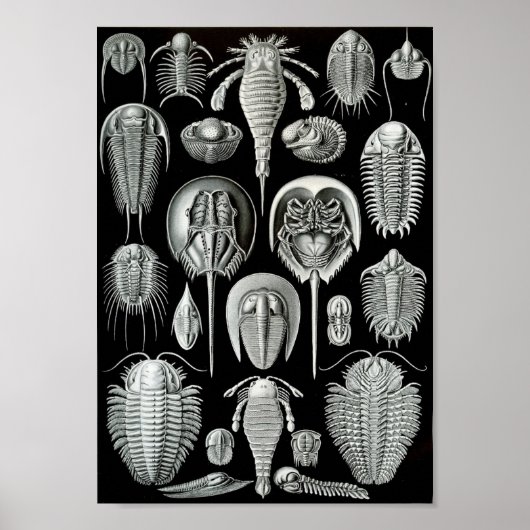 Poster Ernst Haeckel Art Sea Life 11" x 8,5 (Devant)
