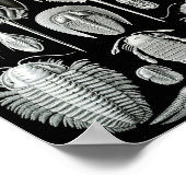 Poster Ernst Haeckel Art Sea Life 11" x 8,5 (Coin)