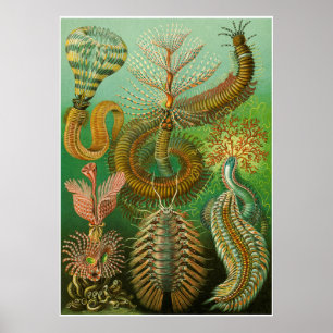 Poster Ernst Haeckel Artformes De La Nature Imprimer