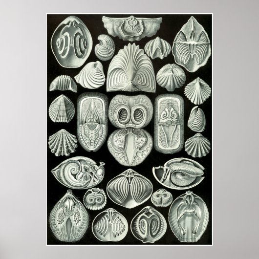 Poster Ernst Haeckel Artformes De La Nature Imprimer (Devant)