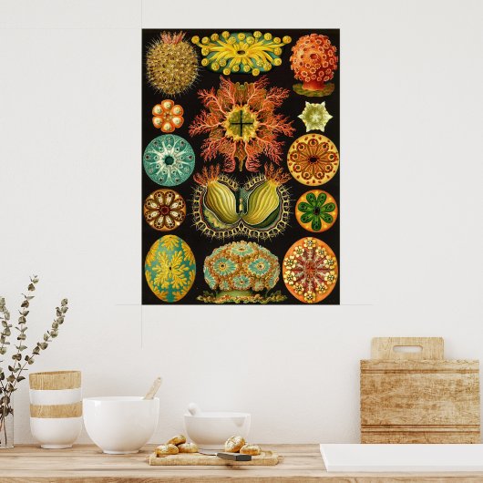 Poster Ernst Haeckel - Ascidiae (Cuisine)