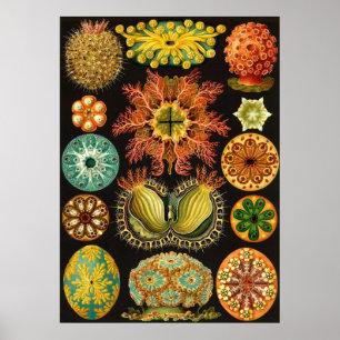 Poster Ernst Haeckel - Ascidiae