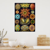 Poster Ernst Haeckel Ascidiae (Cuisine)