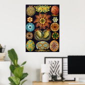Poster Ernst Haeckel Ascidiae (Bureau à domicile)