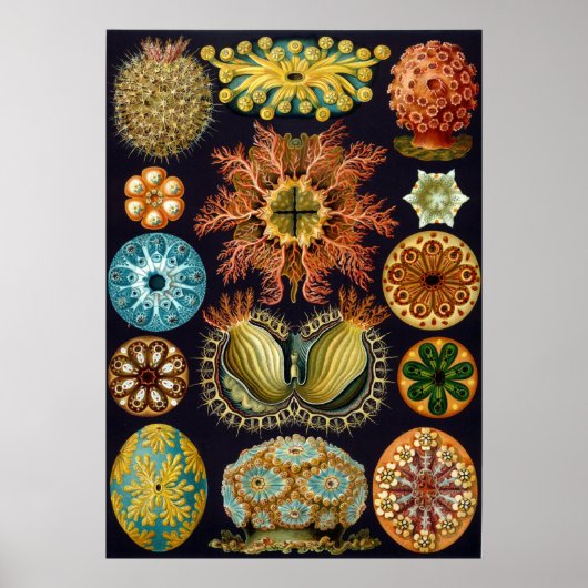 Poster Ernst Haeckel Ascidiae (Devant)