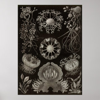 Poster Ernst Haeckel - Ascomycètes