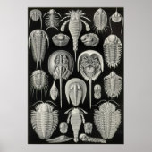 Poster Ernst Haeckel - Aspidonia (Devant)