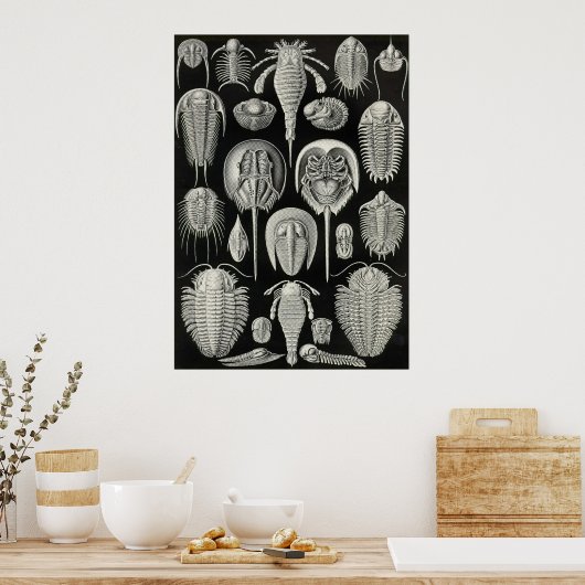 Poster Ernst Haeckel - Aspidonia (Cuisine)