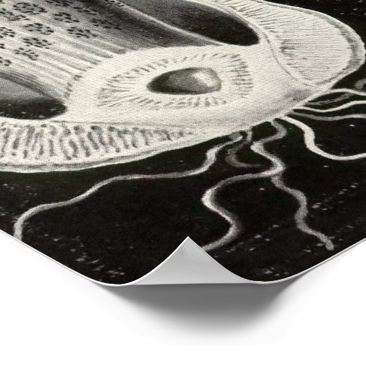 Poster Ernst Haeckel - Basimycètes Champignons (Coin)