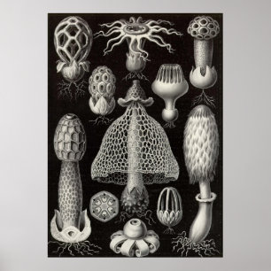 Poster Ernst Haeckel - Basimycètes Champignons