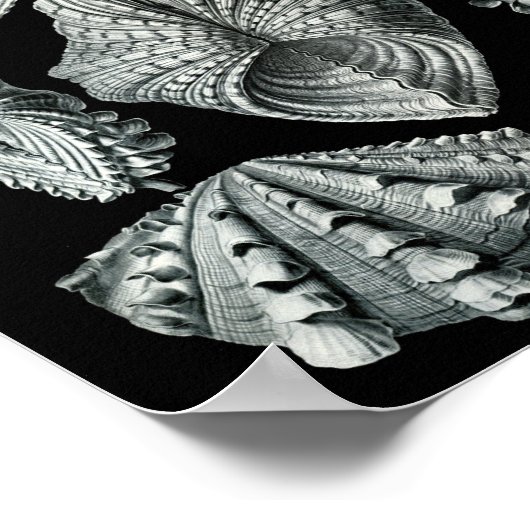 Poster Ernst Haeckel Bivalvia Grève Noir & Blanc (Coin)