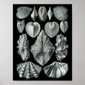 Poster Ernst Haeckel Bivalvia Grève Noir & Blanc (Devant)