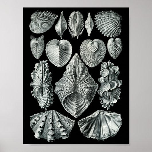 Poster Ernst Haeckel Bivalvia Grève Noir & Blanc (Devant)