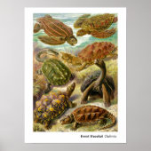 Poster Ernst Haeckel Chelonia (Devant)