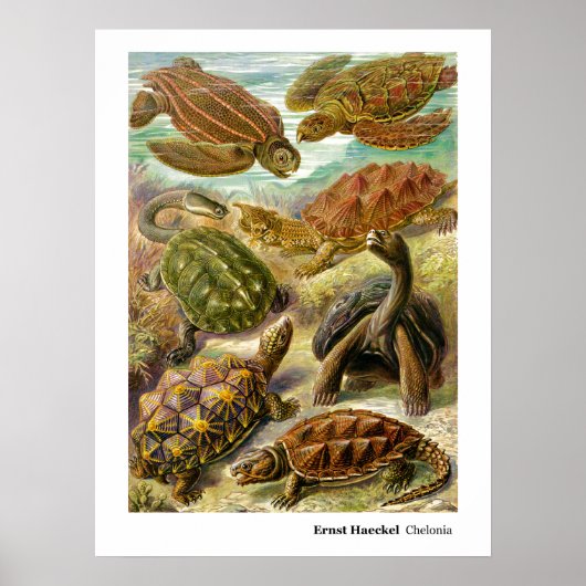 Poster Ernst Haeckel Chelonia (Devant)