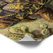 Poster Ernst Haeckel - Chelonia (Coin)