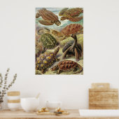 Poster Ernst Haeckel - Chelonia (Cuisine)