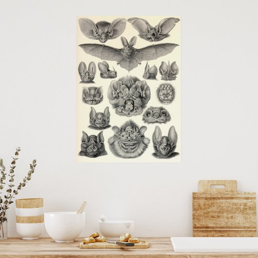 Poster Ernst Haeckel - Chiroptera Bats (Cuisine)