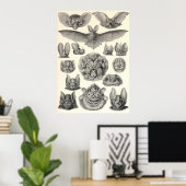 Poster Ernst Haeckel - Chiroptera Bats (Bureau à domicile)