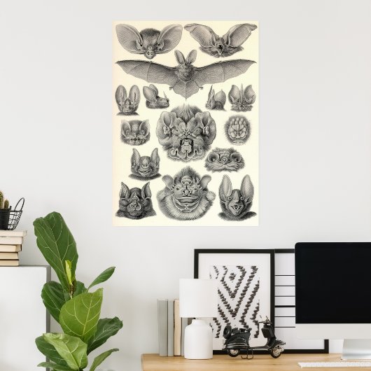 Poster Ernst Haeckel - Chiroptera Bats (Bureau à domicile)