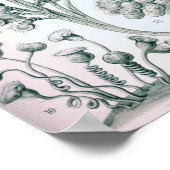 Poster Ernst Haeckel Ciliata (Coin)
