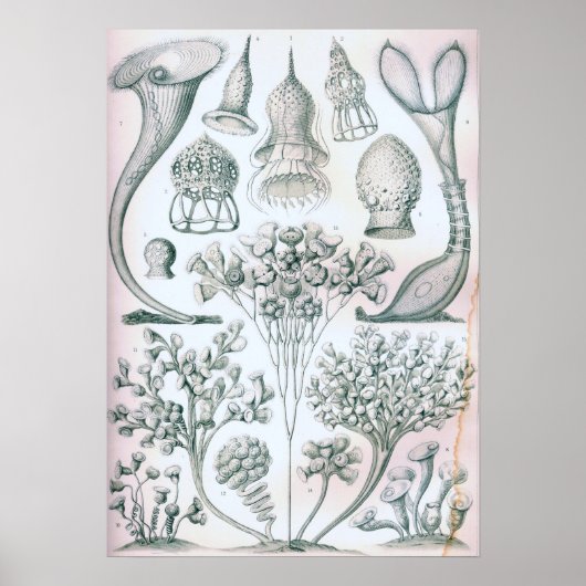 Poster Ernst Haeckel Ciliata (Devant)