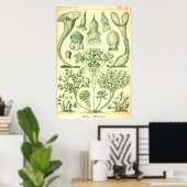 Poster Ernst Haeckel Ciliata (Bureau à domicile)