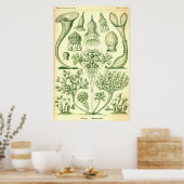Poster Ernst Haeckel Ciliata (Cuisine)