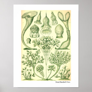 Poster Ernst Haeckel Ciliata