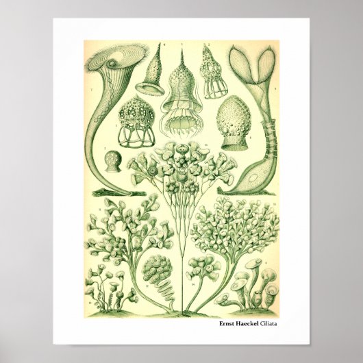 Poster Ernst Haeckel Ciliata (Devant)