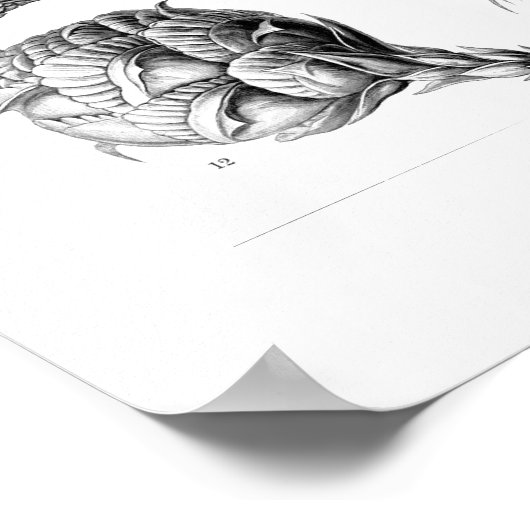 Poster Ernst Haeckel Coniferae Noir et blanc (Coin)