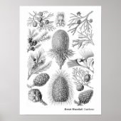 Poster Ernst Haeckel Coniferae Noir et blanc (Devant)