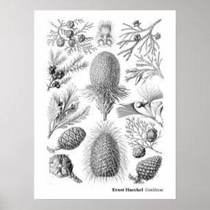 Poster Ernst Haeckel Coniferae Noir et blanc