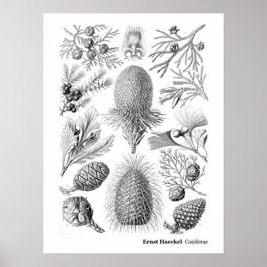Poster Ernst Haeckel Coniferae Noir et blanc (Devant)