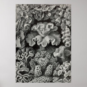 Poster Ernst Haeckel - corail Hexacoralla2
