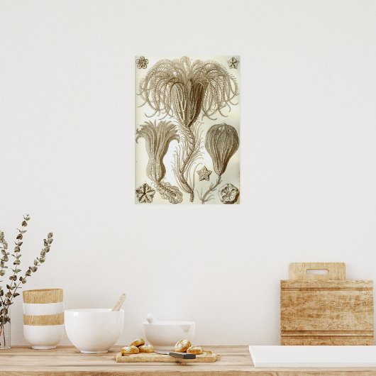 Poster Ernst Haeckel Crinoidea (Cuisine)