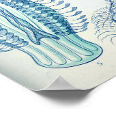 Poster Ernst Haeckel Ctenophorae (Coin)