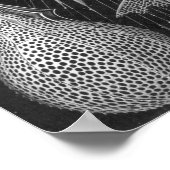 Poster Ernst Haeckel Cyrtoidea (Coin)