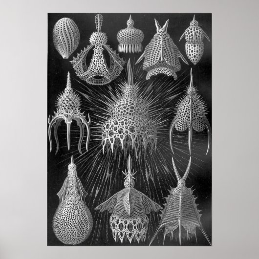Poster Ernst Haeckel Cyrtoidea (Devant)