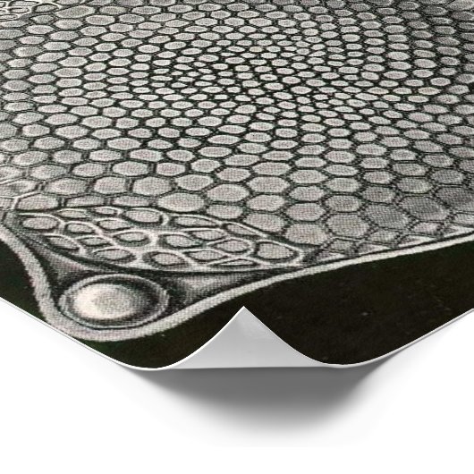 Poster Ernst Haeckel - Diatomea2 (Coin)