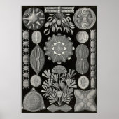 Poster Ernst Haeckel - Diatomea2 (Devant)