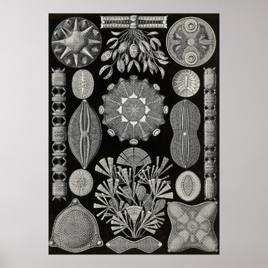 Poster Ernst Haeckel - Diatomea2 (Devant)