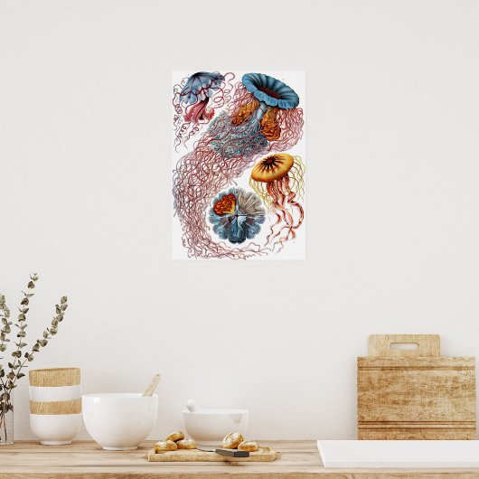 Poster Ernst Haeckel Discomedusae (Cuisine)