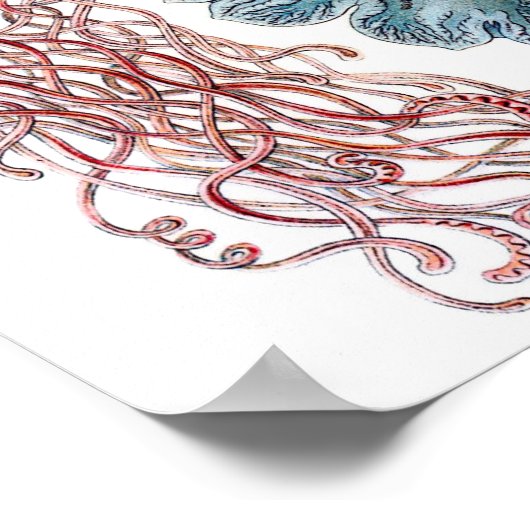 Poster Ernst Haeckel Discomedusae (Coin)