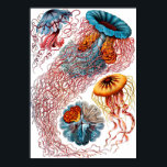 Poster Ernst Haeckel Discomedusae<br><div class="desc">Discomedusae est un groupe taxonomique (sous-classe du Scyphozoa) de méduses. Ernst Heinrich Philipp August Haeckel était un biologiste, naturaliste, philosophe, médecin, professeur, biologiste marin et artiste allemand qui a découvert, décrit et nommé des milliers de nouvelles espèces, cartographié un arbre généalogique qui relie toutes les formes de vie, et inventé...</div>